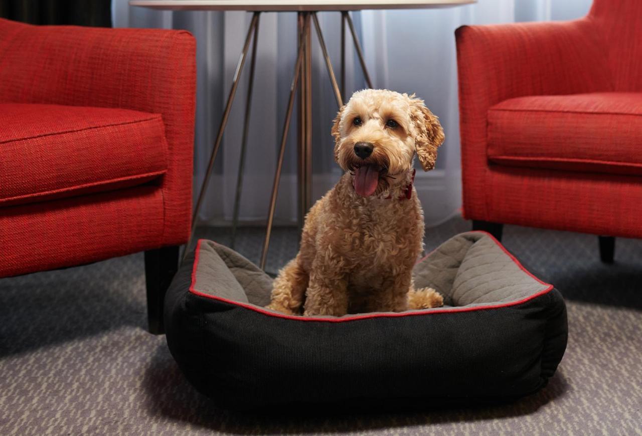 Le Meridien Piccadilly Londra Esterno foto A dog bed